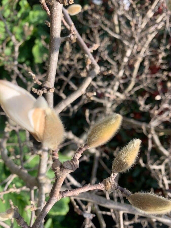 Magnolia stellata 29