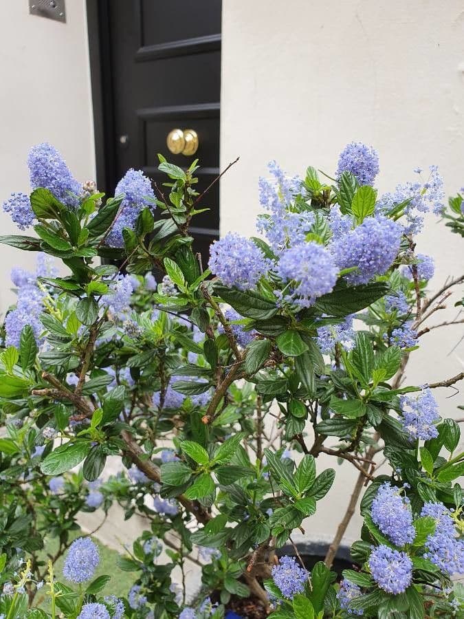 Ceanothus 17