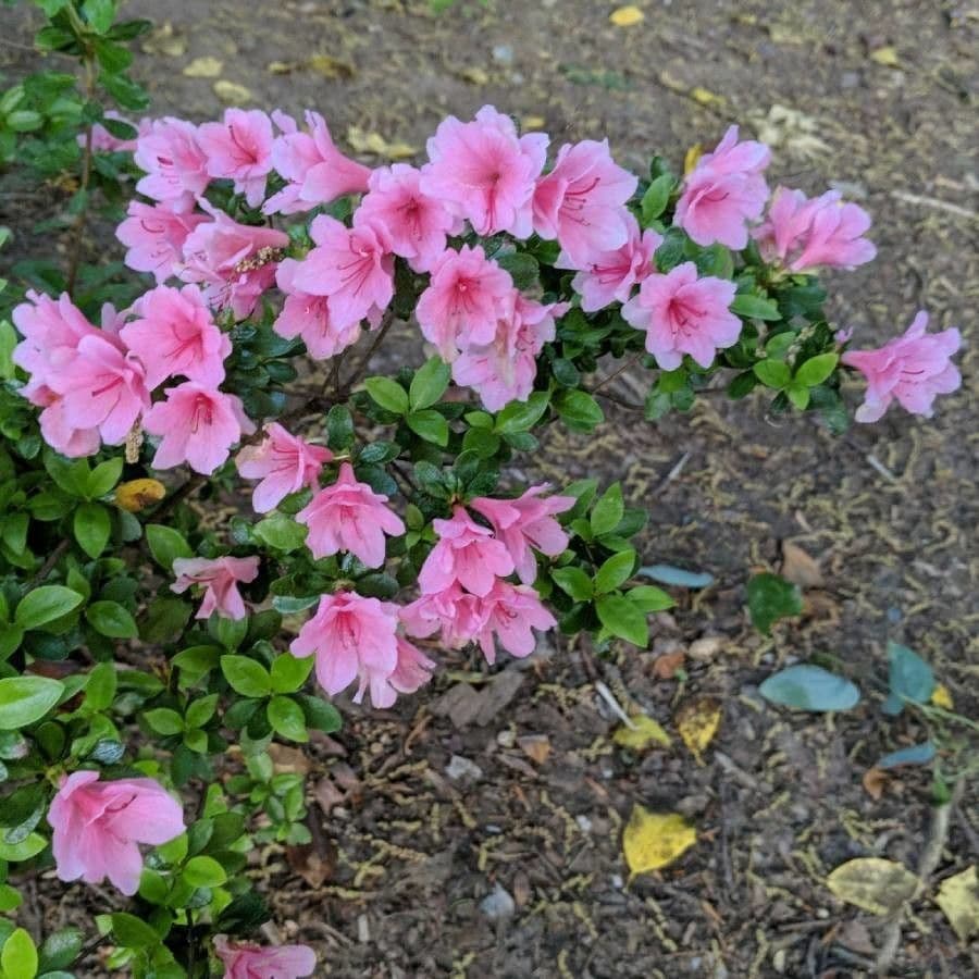 Azalea precoce 4