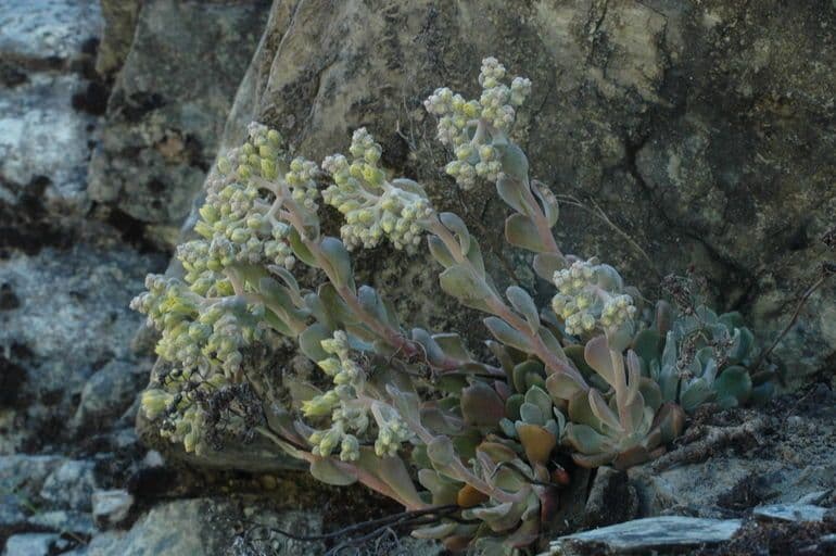 Sedum 8