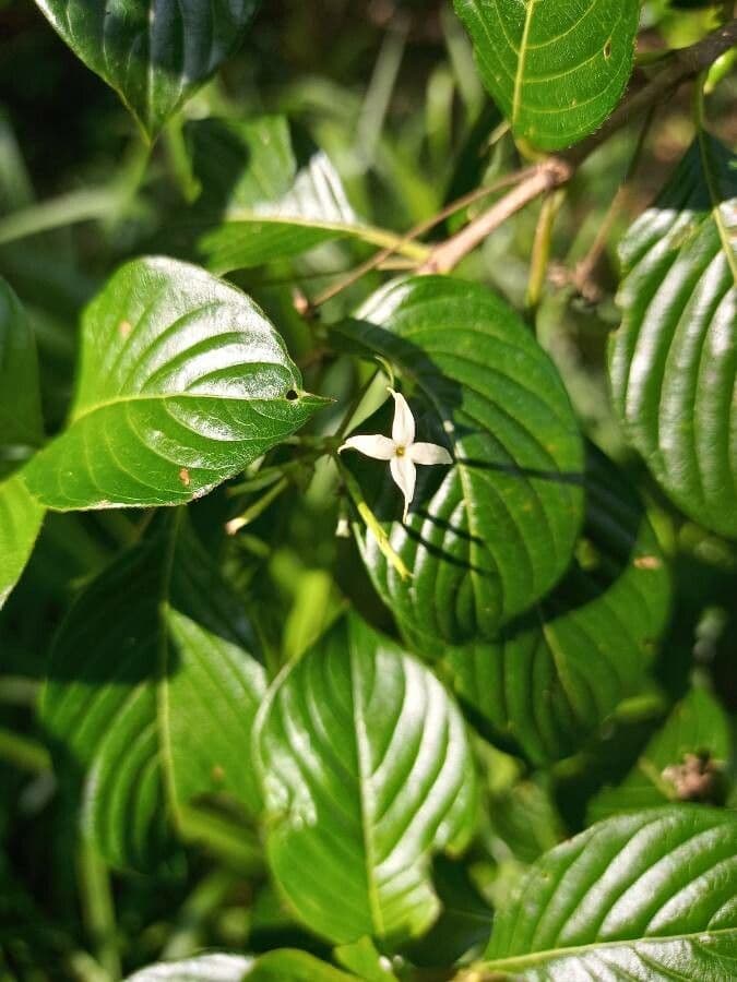 Chomelia spinosa 6