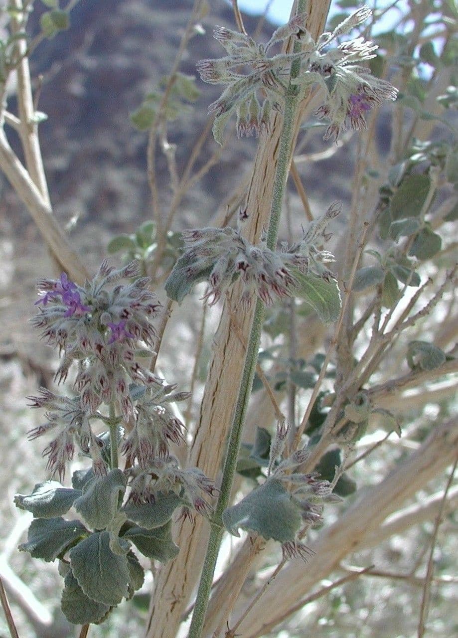 Lavanda del deserto 18