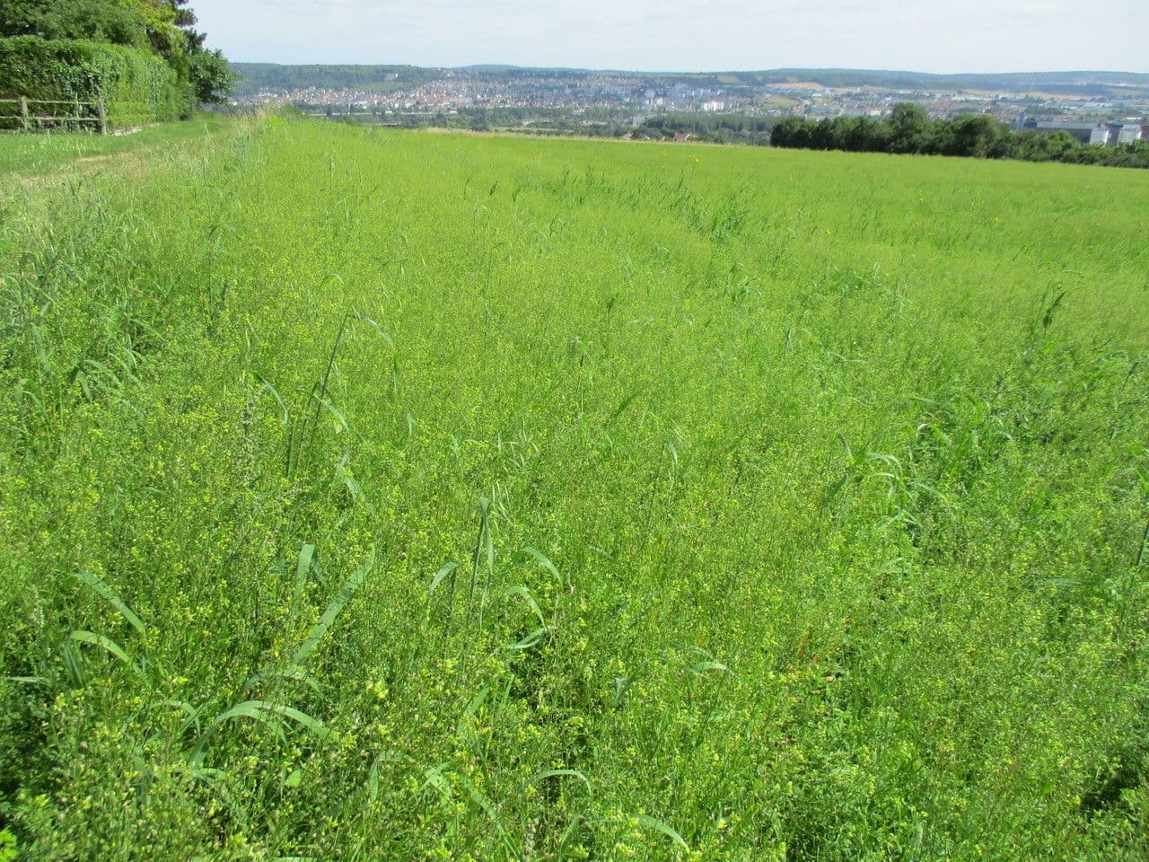 Camelina 13