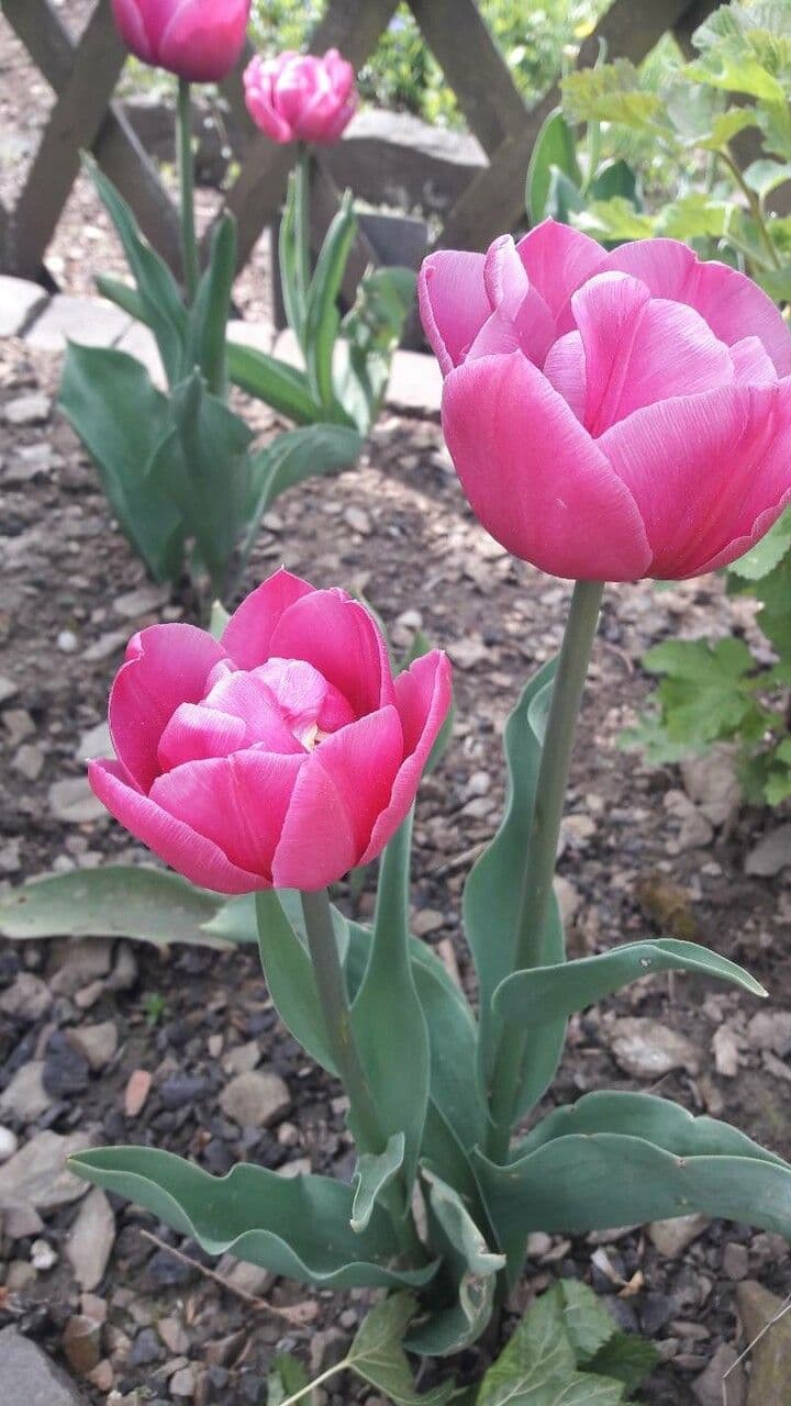 Tulipano di Gesner 26
