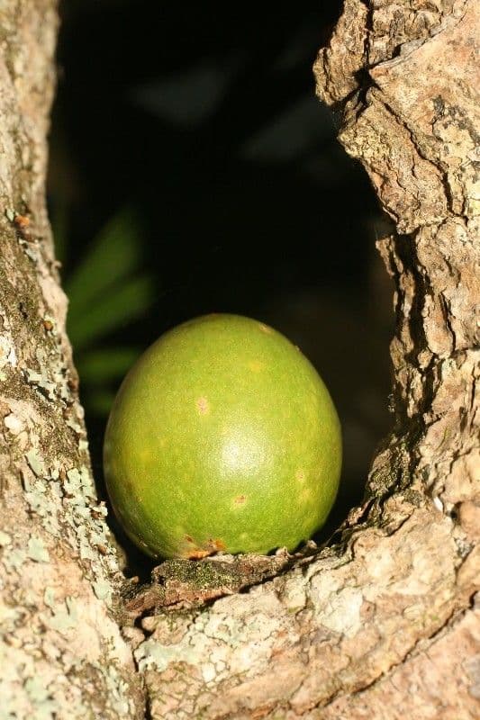 Mimusops balata