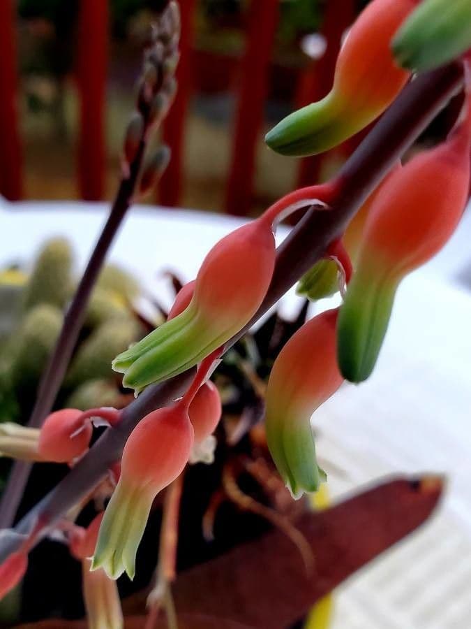 Gasteria 2