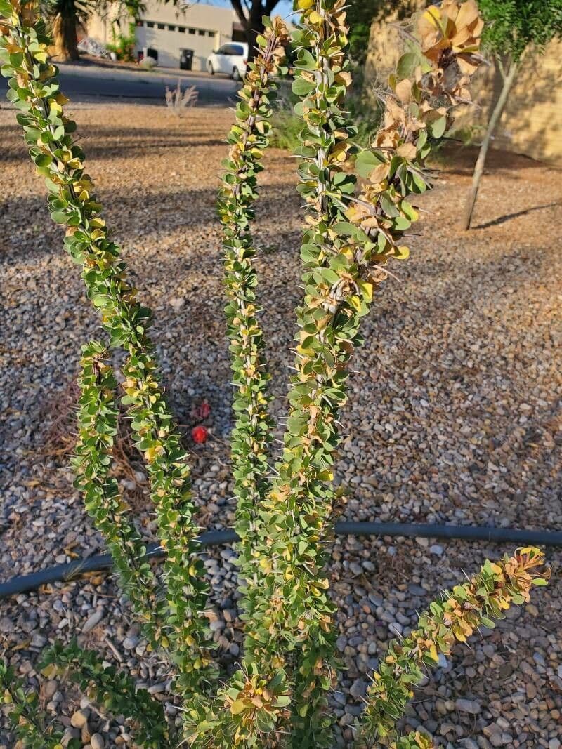 Ocotillo 18