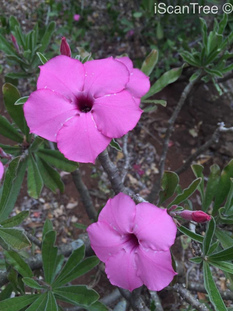 Pachypodium 3