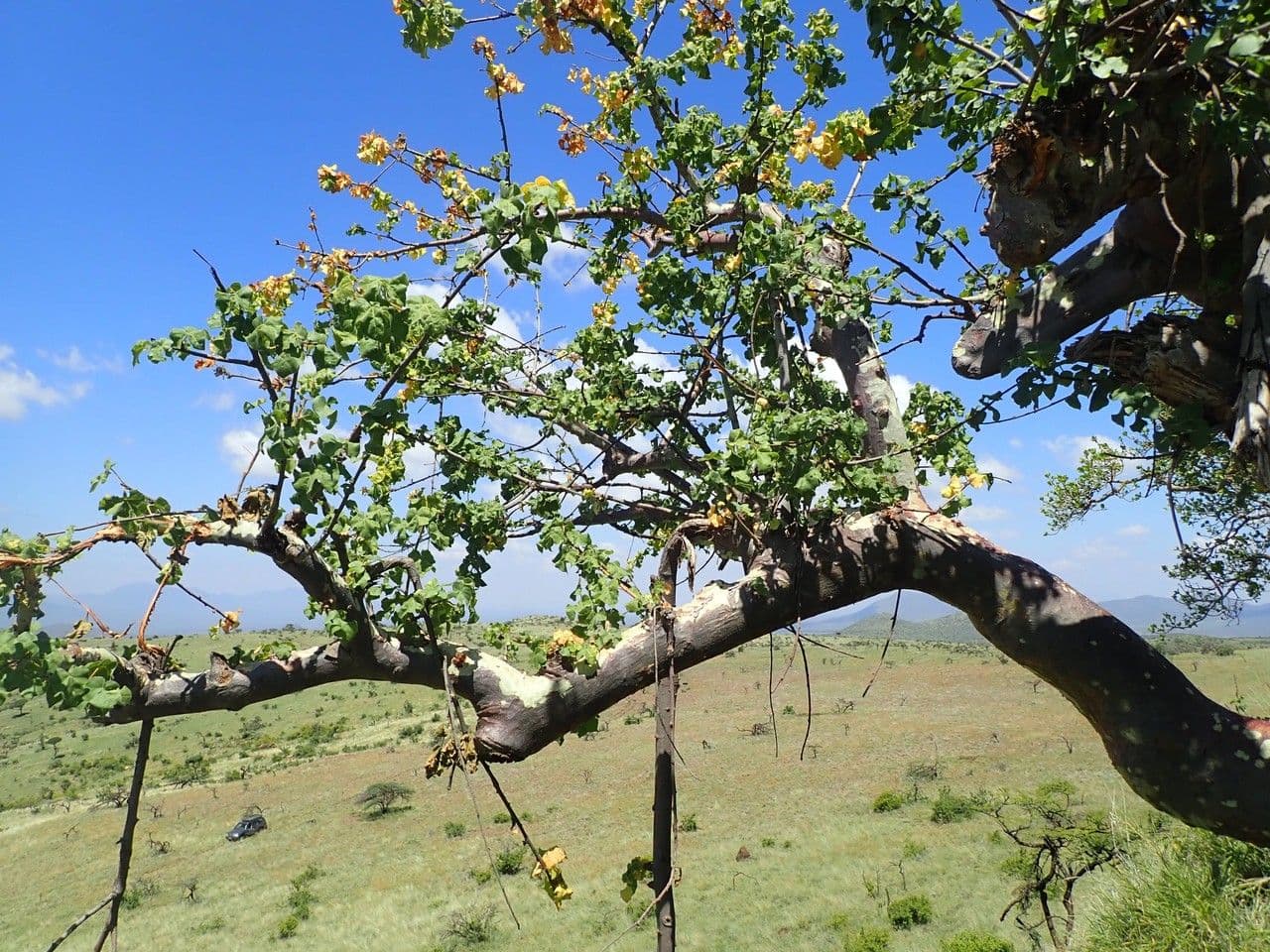 Sterculia 8