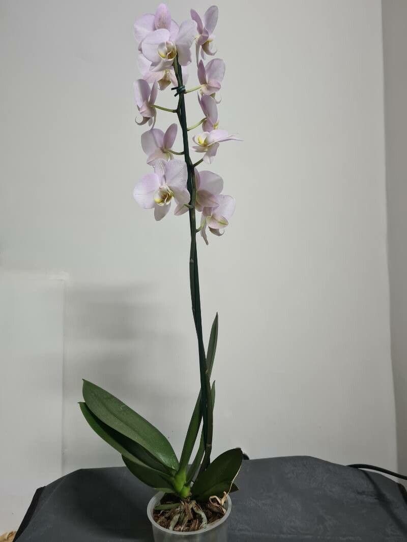 Orchidea farfalla 6