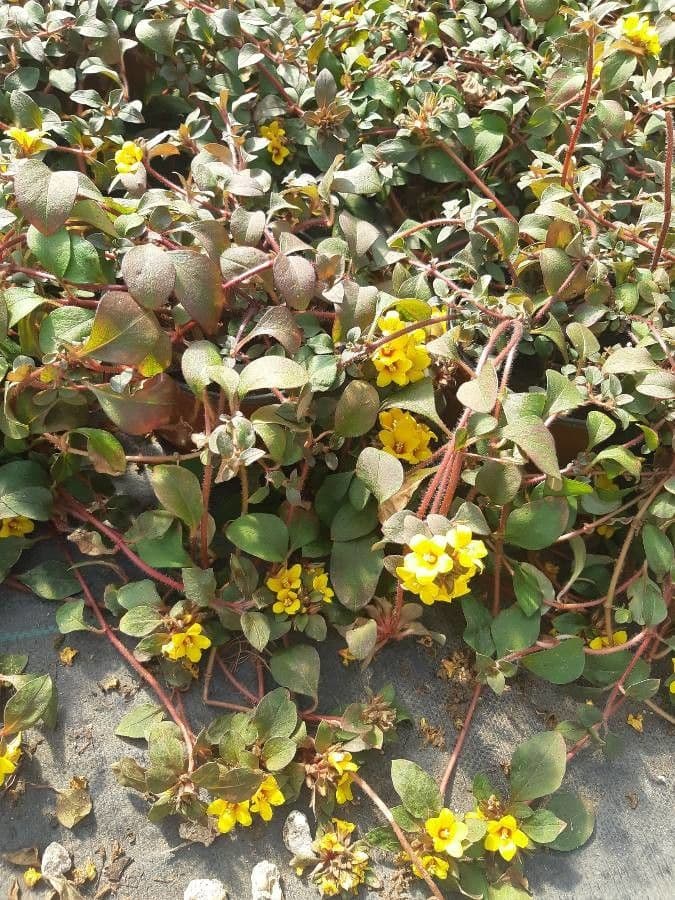 Lysimachia congestiflora 9