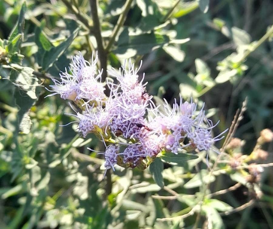 Chromolaena hirsuta 2