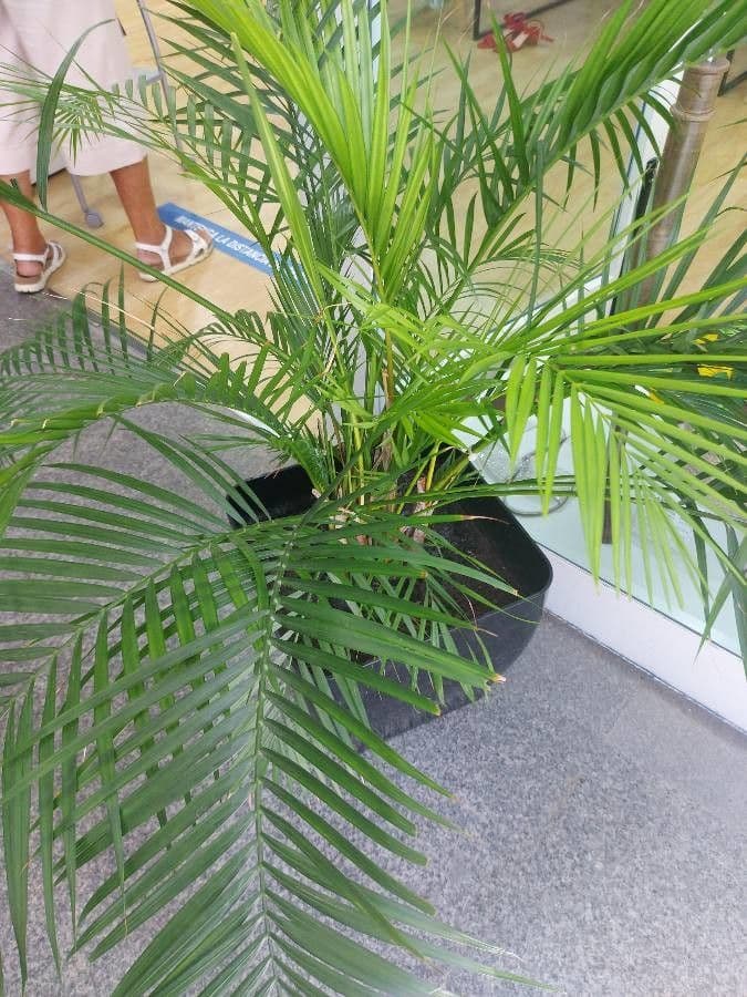 Areca dorée 29