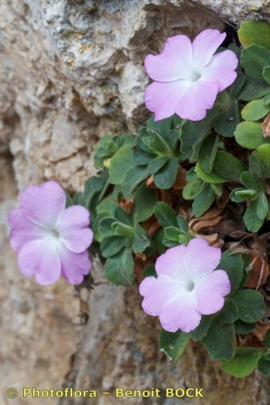 Primula 17