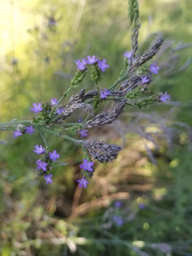 Verbena 9