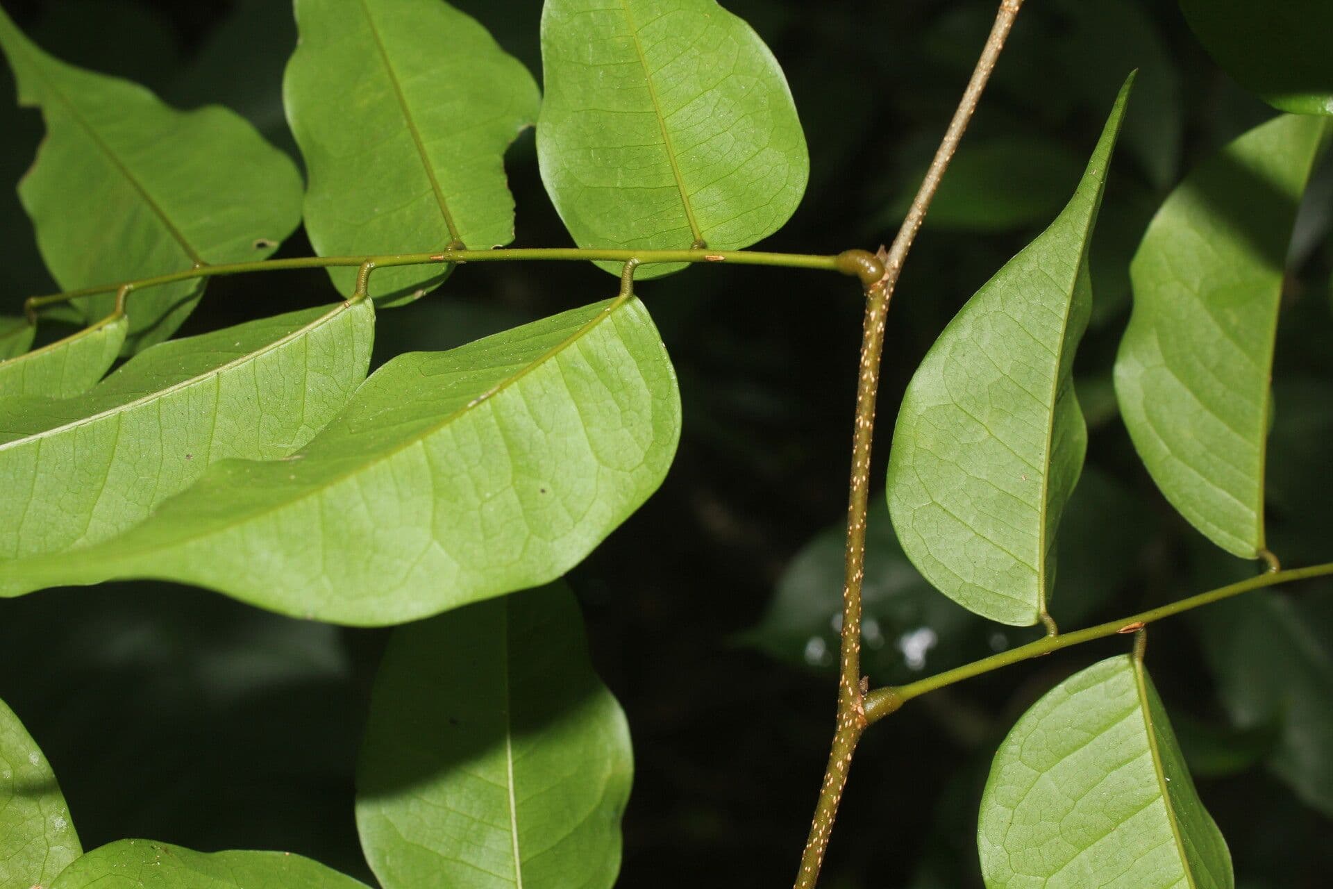 Dialium guianense 9