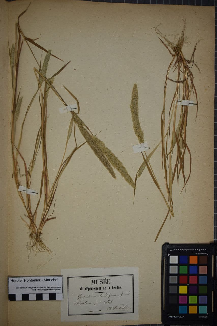 Nit grass 27
