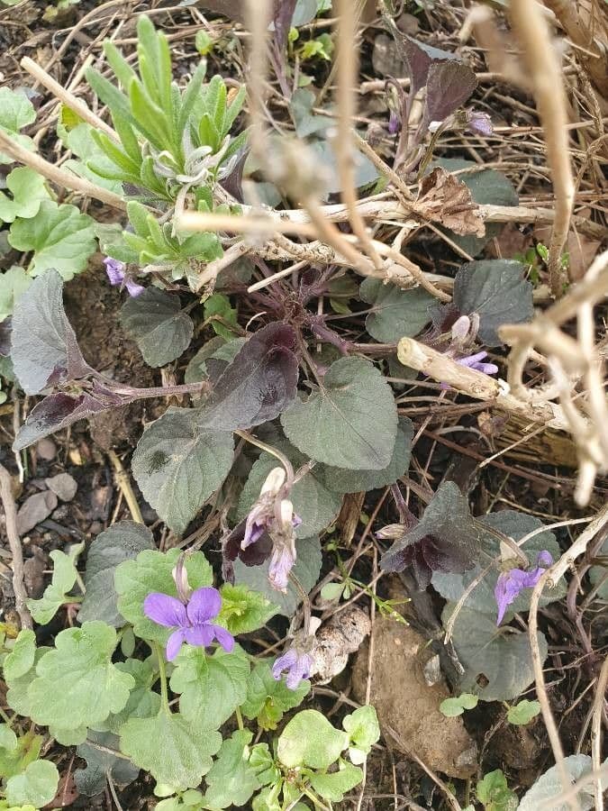Viola del Labrador 14