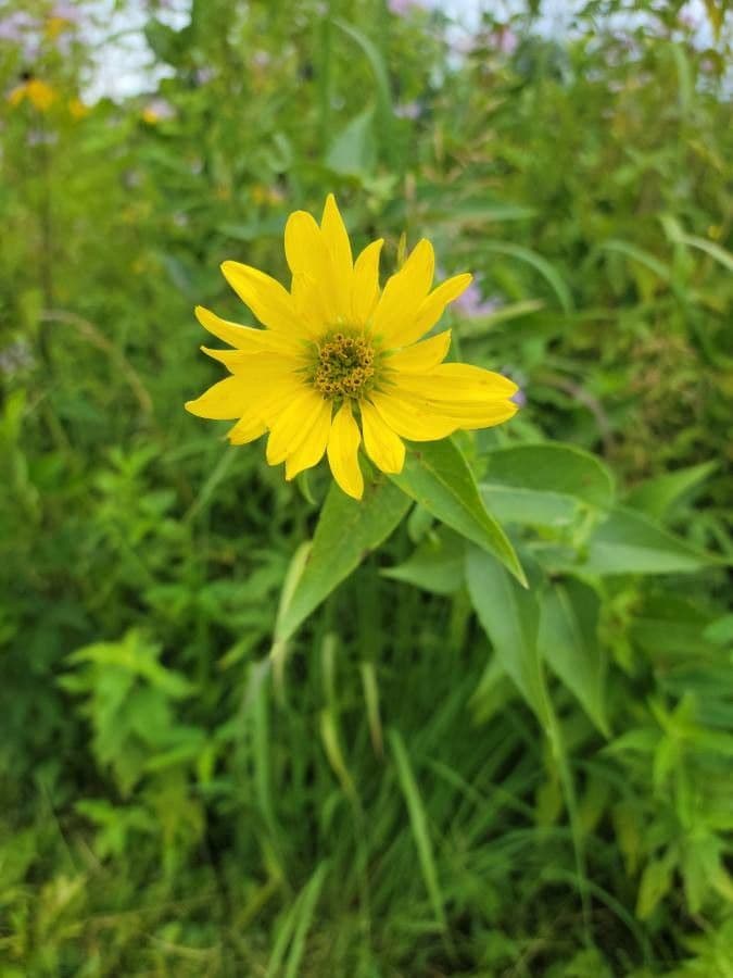 Raues Silphium 5