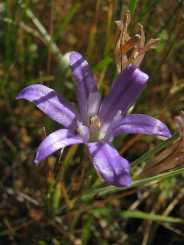 Brodiaea 5
