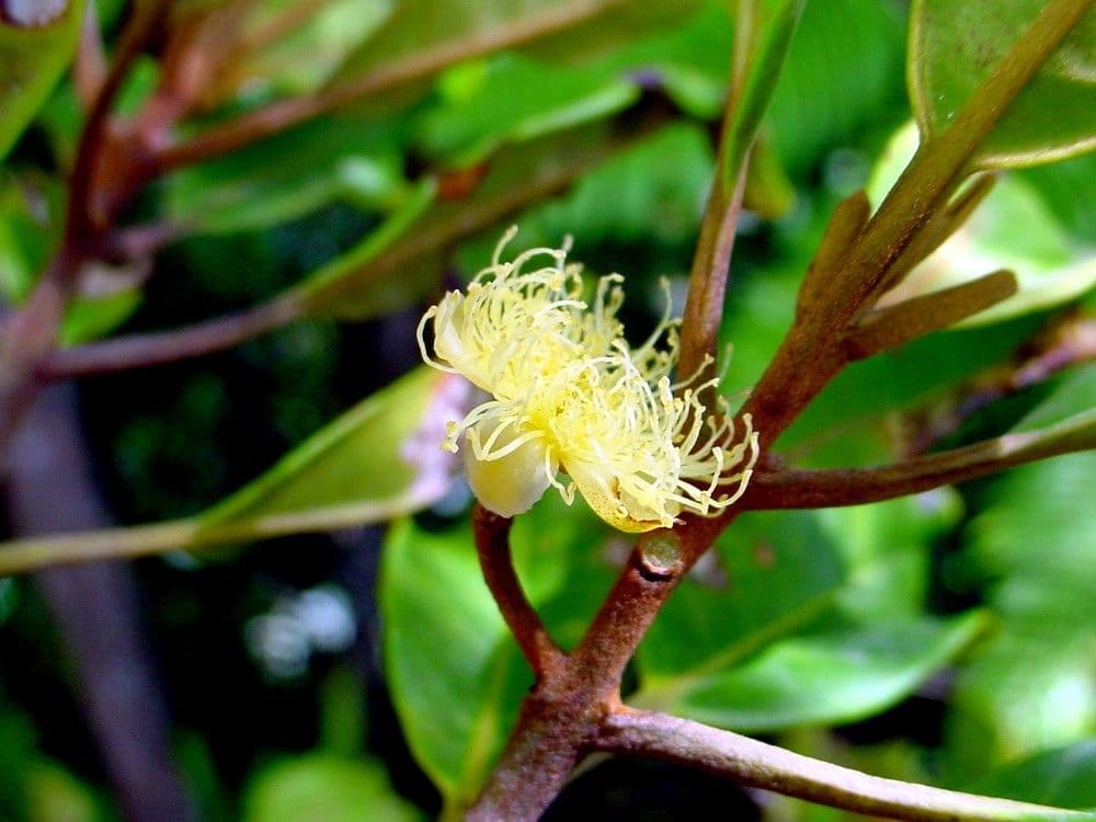 Kanakomyrtus 2