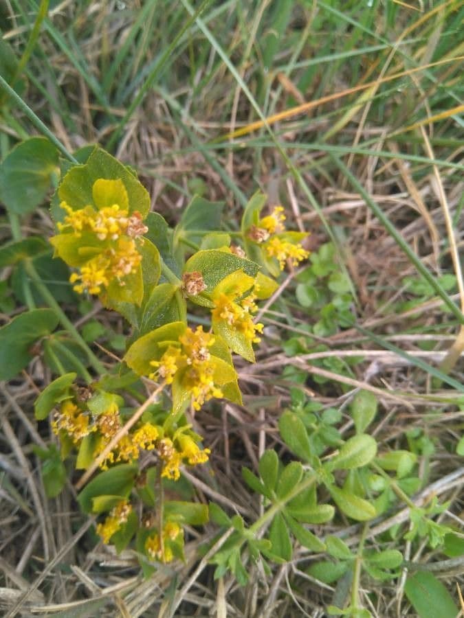 Euphorbia 22
