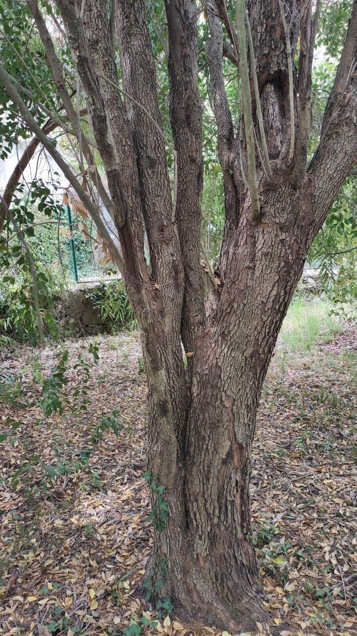 Olinia ventosa 8