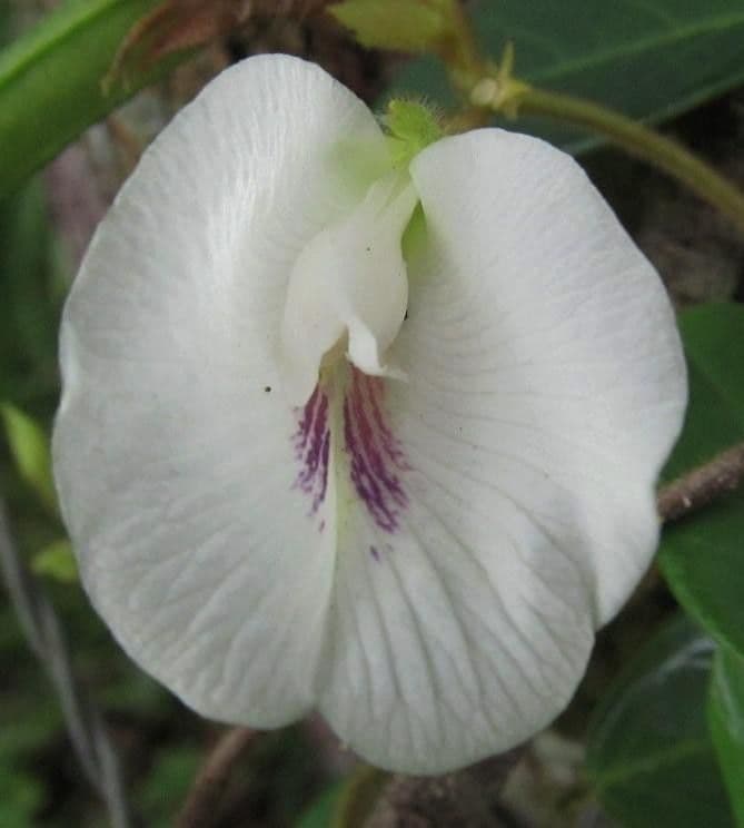 Clitoria falcata 2