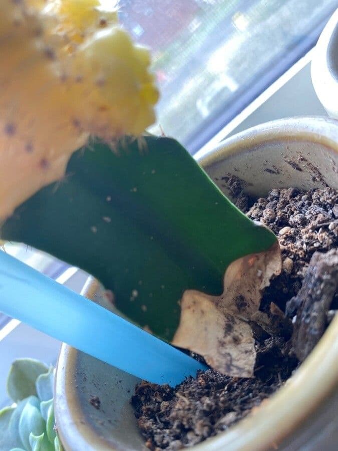 Cactus lunare 24