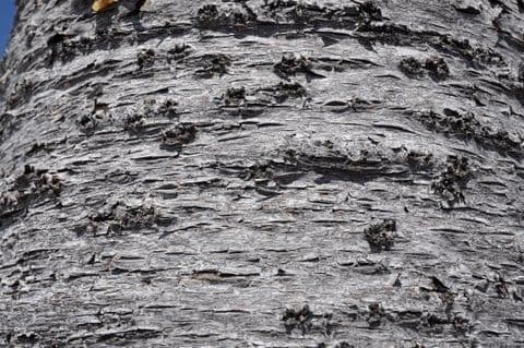 Araucaria 15