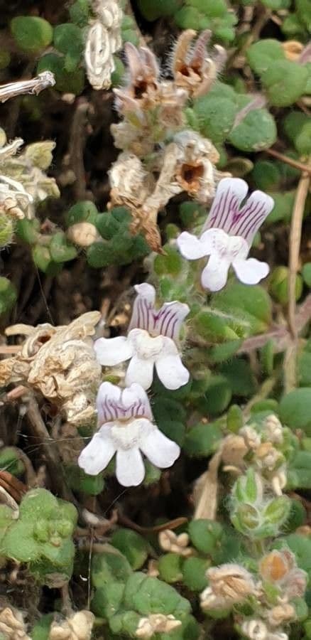 Chaenorhinum villosum 13