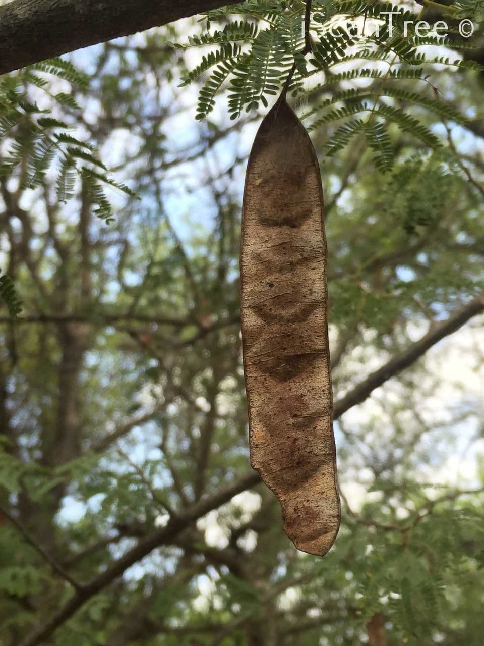 Albizia 2