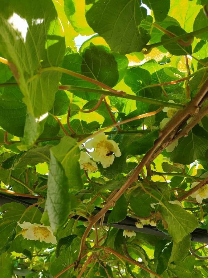 Kiwi dorato 9