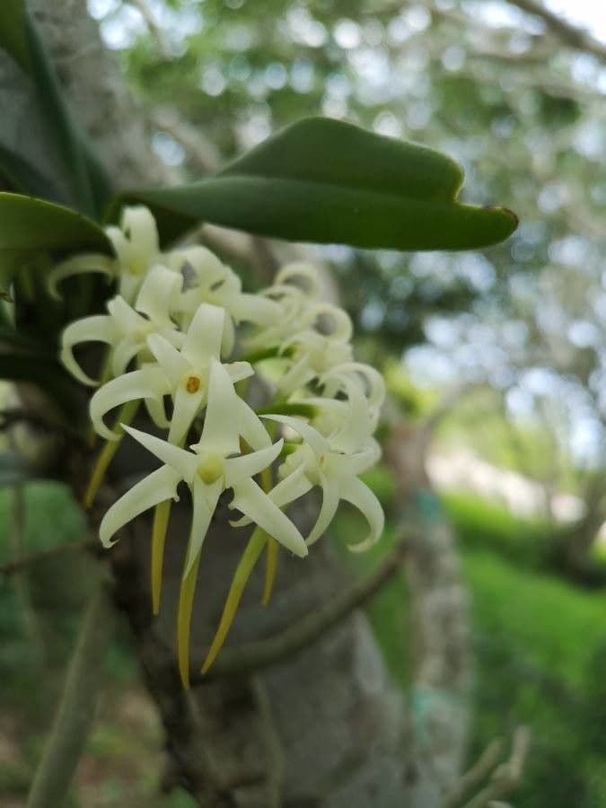 Angraecum 6