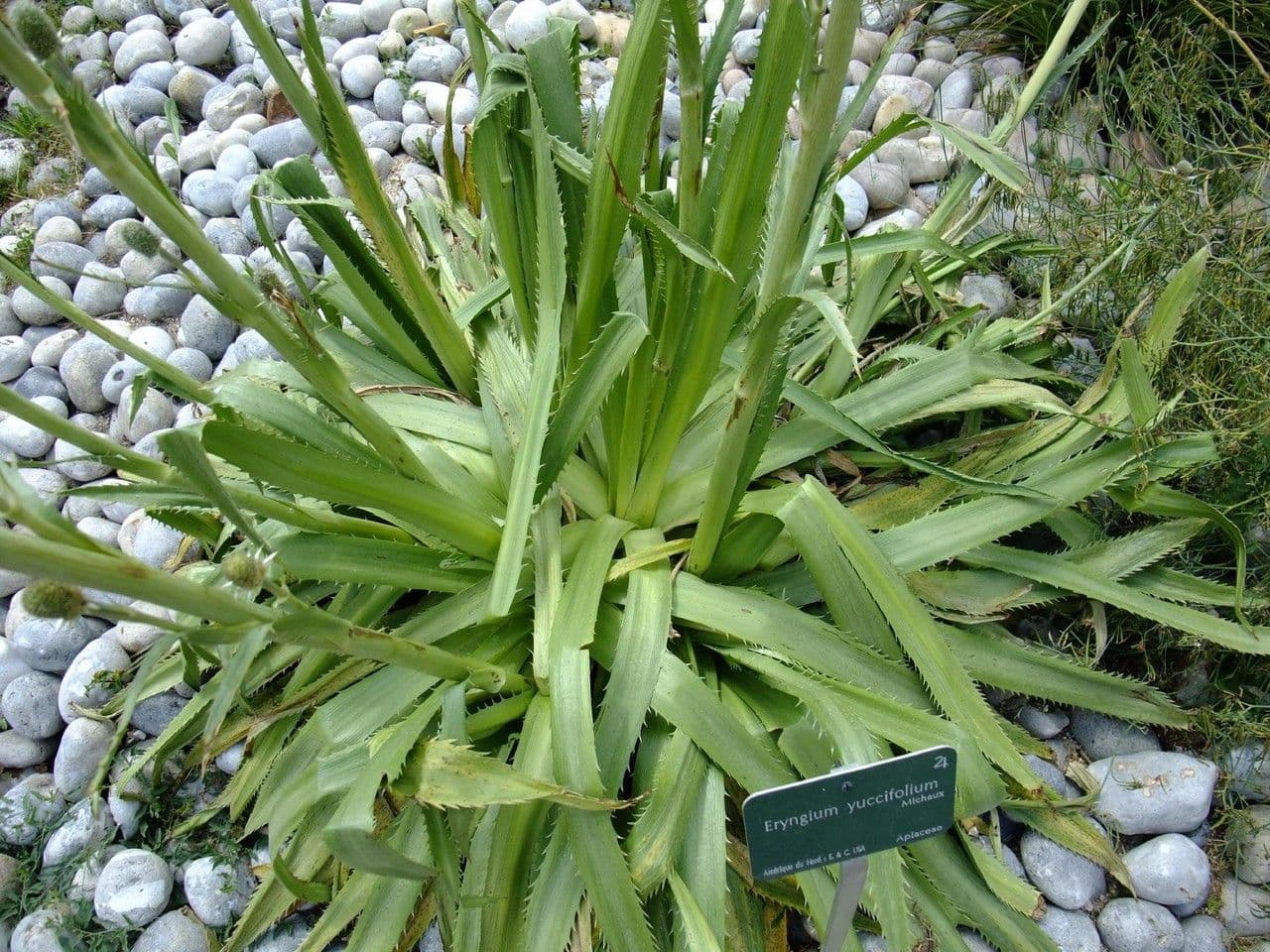 Yucca-Mannstreu 14
