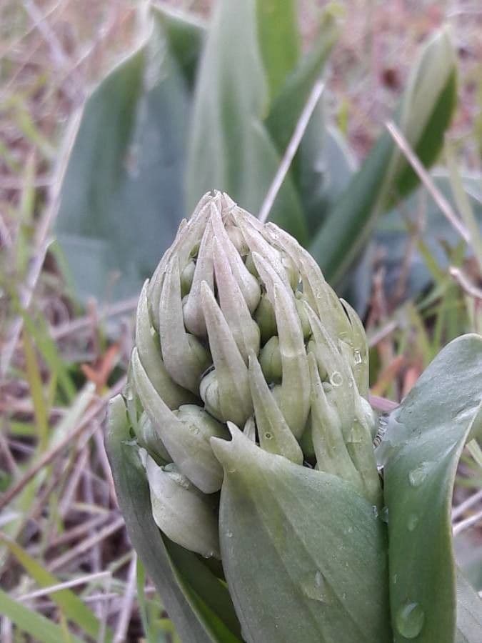 Orchis géant 8