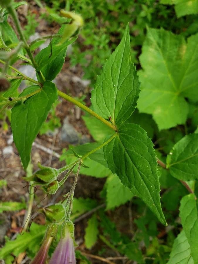 Wald-Bartzunge 11