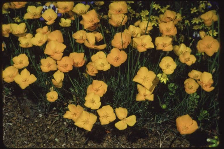 Eschscholzia 13