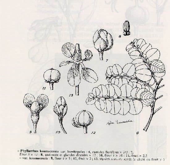Fisotó 2