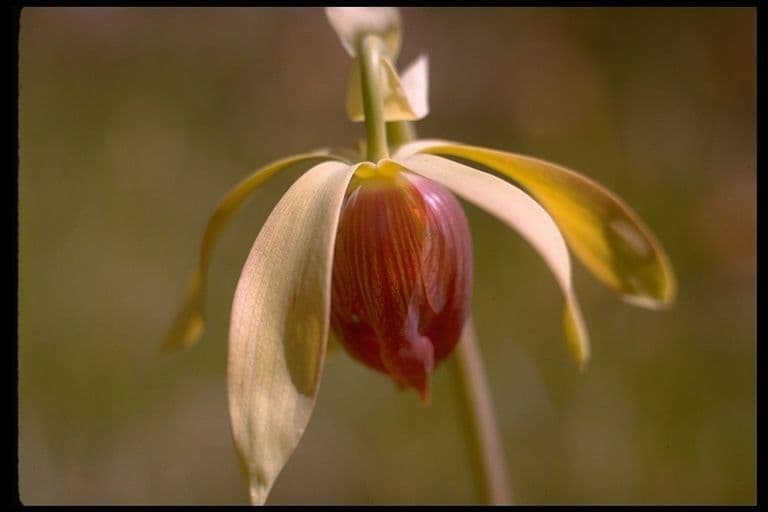 Darlingtonia californica 10
