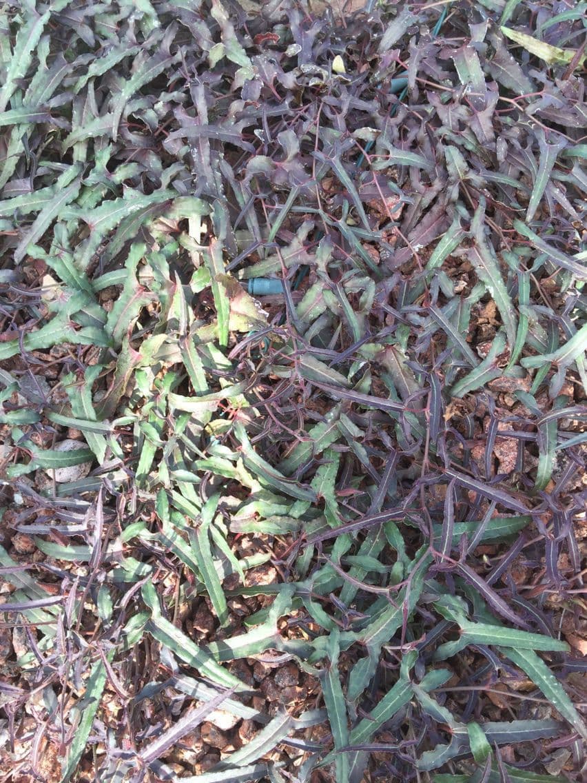 Aristolochia 7