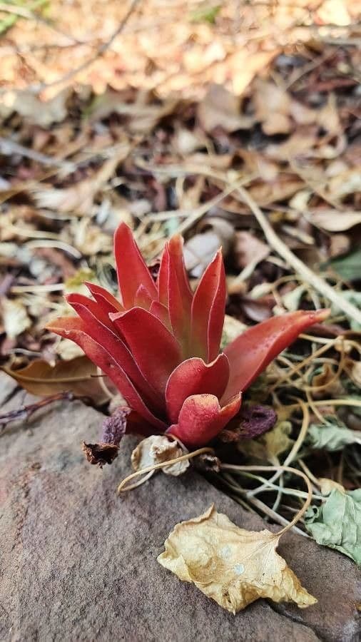 Crassula 28