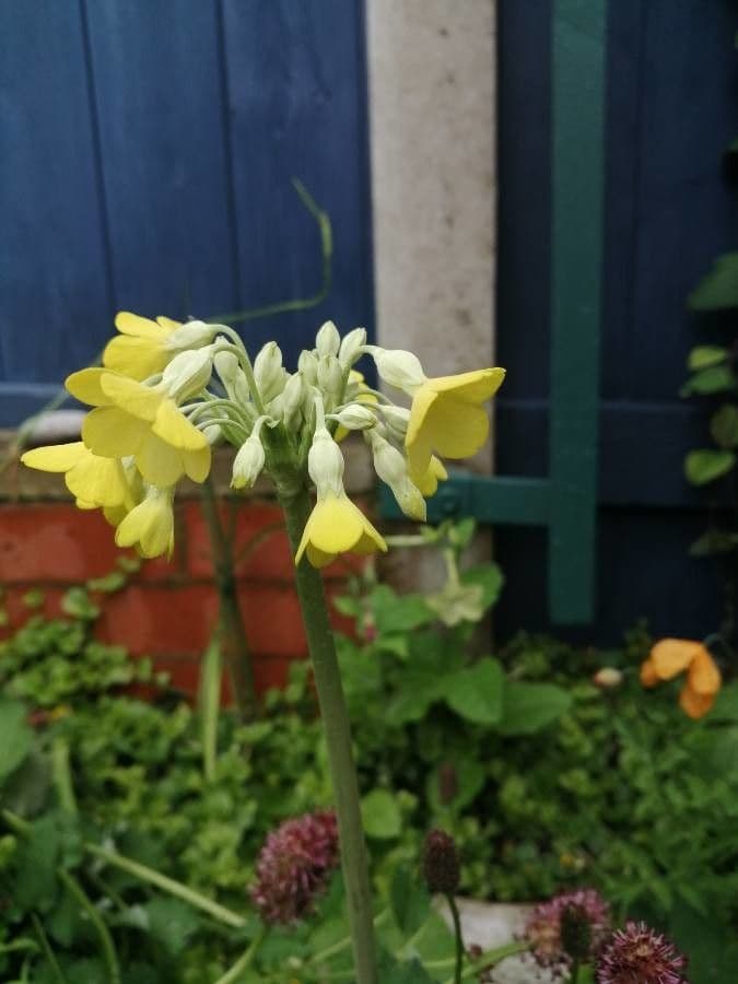 Primula di Florinda 2