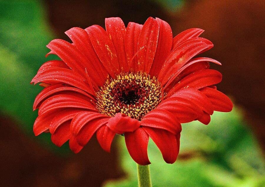 Gerbera Jamesonii 3