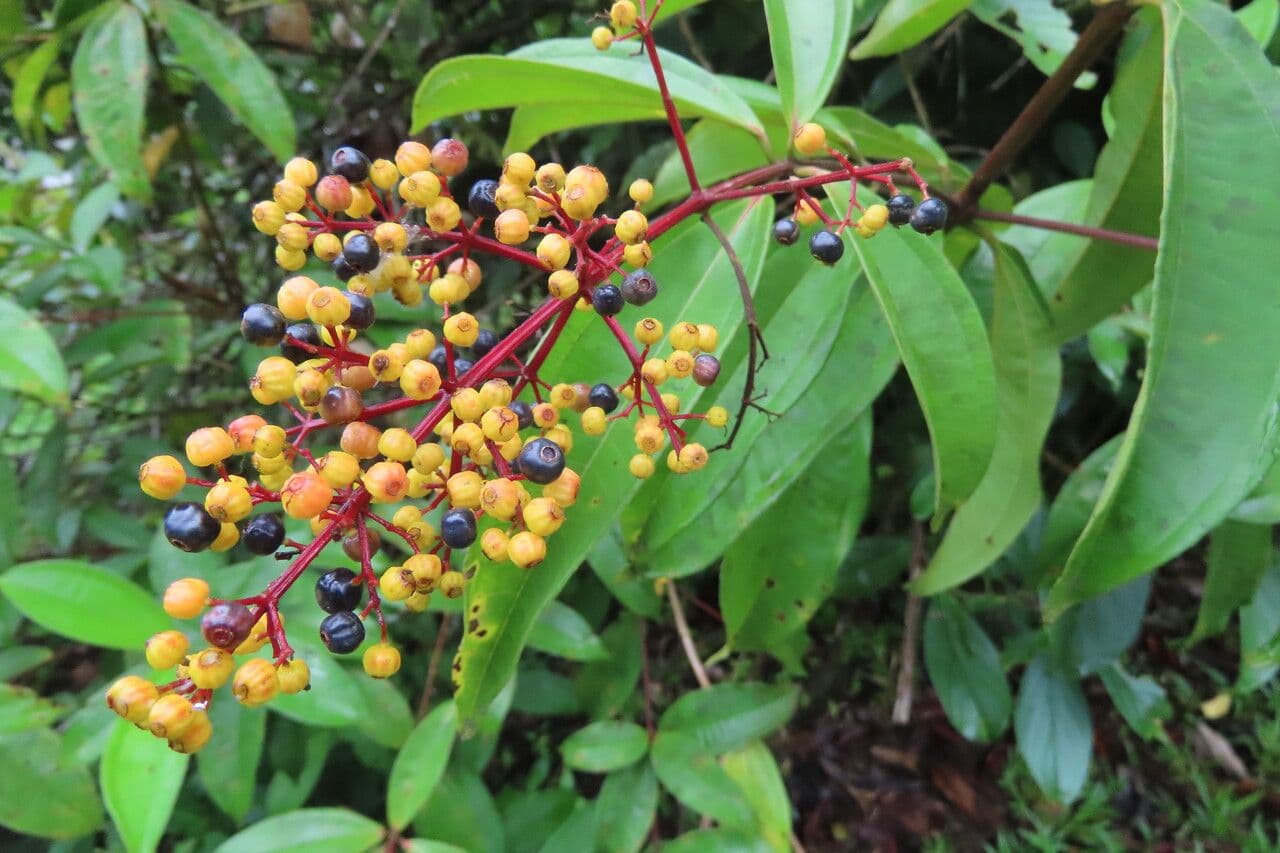 Miconia 4