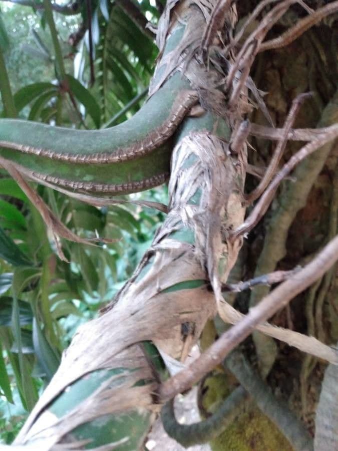 Rhaphidophora 15