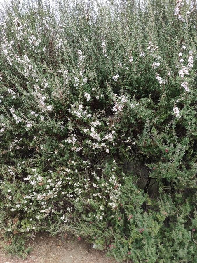 Manuka 26
