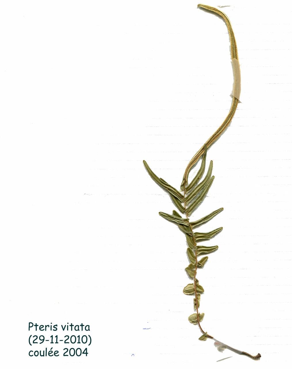 Pteris vittata 21