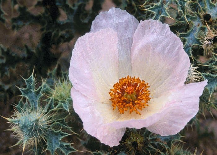 Argemone spinosa 2