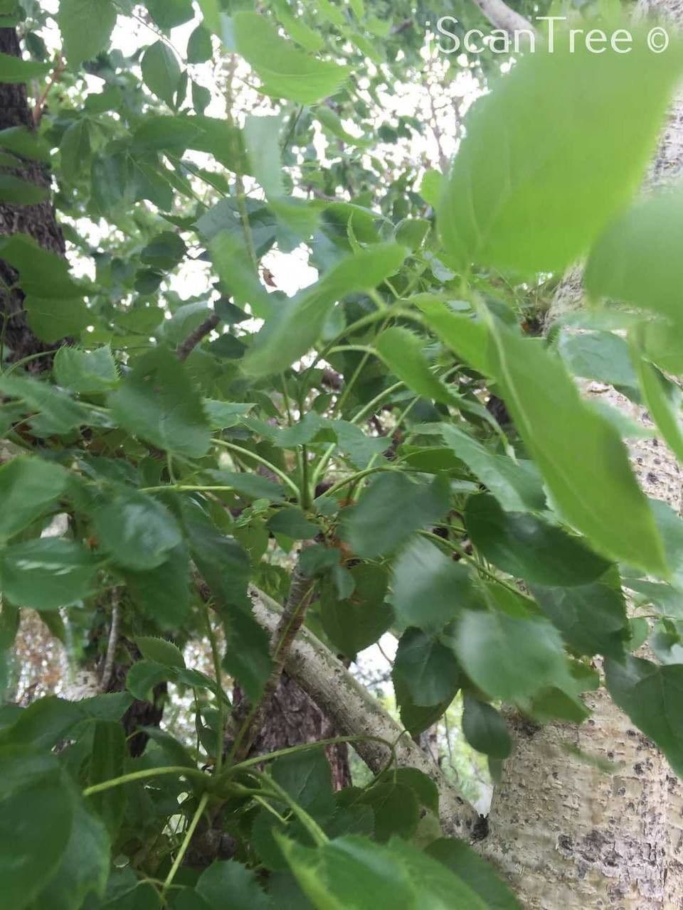 Steganotaenia araliacea 7